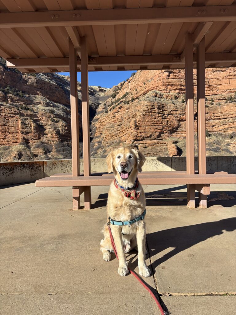 Helen Sitsi April 2026 Board Letter: Thatcher Dog Photo